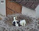 Capi_Dubne_20260709_080502.jpg