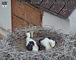 Capi_Dubne_20260709_081004.jpg