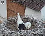 Capi_Dubne_20260709_083004.jpg