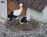 Capi_Dubne_20260709_084503.jpg