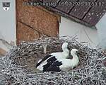 Capi_Dubne_20260709_085002.jpg