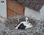 Capi_Dubne_20260709_085503.jpg