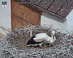 Capi_Dubne_20260709_092004.jpg