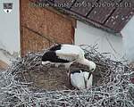 Capi_Dubne_20260709_095003.jpg