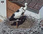 Capi_Dubne_20260709_102004.jpg