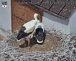 Capi_Dubne_20260709_103002.jpg