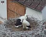 Capi_Dubne_20260709_105003.jpg