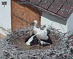 Capi_Dubne_20260709_105502.jpg