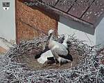 Capi_Dubne_20260709_110004.jpg