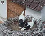 Capi_Dubne_20260709_112504.jpg