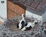 Capi_Dubne_20260709_113004.jpg