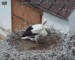 Capi_Dubne_20260709_114003.jpg