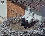 Capi_Dubne_20260709_115004.jpg