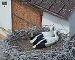 Capi_Dubne_20260709_120003.jpg