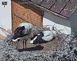 Capi_Dubne_20260709_120504.jpg