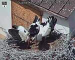 Capi_Dubne_20260709_121004.jpg