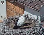 Capi_Dubne_20260709_125002.jpg
