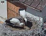 Capi_Dubne_20260709_130504.jpg