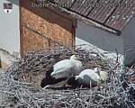 Capi_Dubne_20260709_133004.jpg