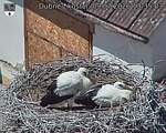 Capi_Dubne_20260709_133503.jpg
