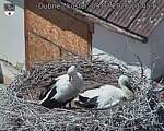 Capi_Dubne_20260709_134502.jpg
