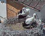 Capi_Dubne_20260709_140502.jpg