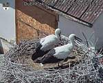 Capi_Dubne_20260709_141004.jpg