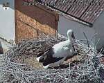 Capi_Dubne_20260709_141503.jpg