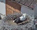 Capi_Dubne_20260709_142003.jpg