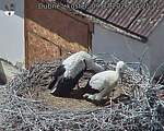 Capi_Dubne_20260709_142502.jpg