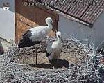 Capi_Dubne_20260709_143004.jpg
