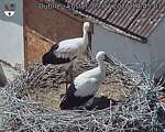 Capi_Dubne_20260709_144503.jpg