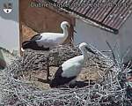 Capi_Dubne_20260709_145002.jpg