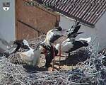 Capi_Dubne_20260709_160004.jpg