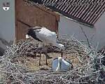 Capi_Dubne_20260709_163004.jpg