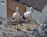 Capi_Dubne_20260709_164003.jpg
