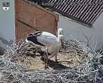 Capi_Dubne_20260709_164503.jpg