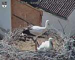 Capi_Dubne_20260709_165002.jpg