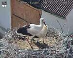 Capi_Dubne_20260709_170002.jpg