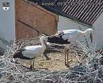 Capi_Dubne_20260709_170504.jpg