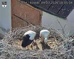 Capi_Dubne_20260709_180504.jpg