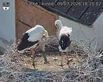 Capi_Dubne_20260709_182002.jpg