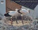 Capi_Dubne_20260709_182503.jpg