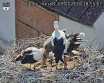 Capi_Dubne_20260709_185502.jpg