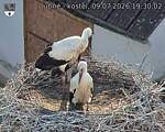 Capi_Dubne_20260709_193002.jpg