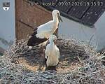 Capi_Dubne_20260709_193503.jpg