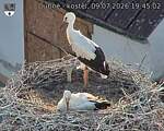 Capi_Dubne_20260709_194502.jpg
