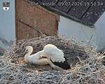 Capi_Dubne_20260709_195004.jpg