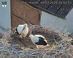 Capi_Dubne_20260709_200002.jpg