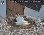 Capi_Dubne_20260709_201002.jpg